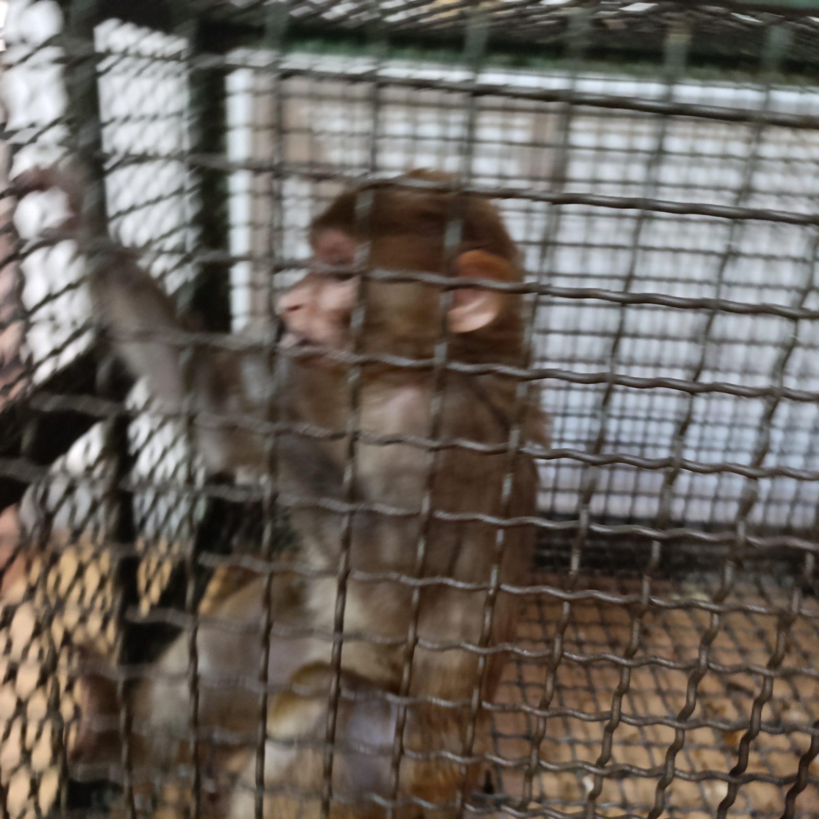 قرد بيت 🐒