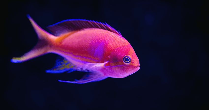 سمك تانغ الأزرق والوردي